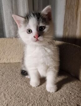 Katzenbaby, Fichtelgebirge, Mädchen ("Glückskatze") - Marktleuthen