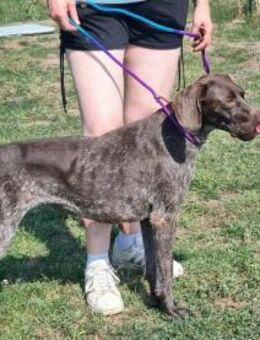 Mendi sucht nach Liebe und Geborgenheit - Nordwalde