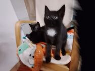 Kitten suchen dringend zuhause - Havixbeck