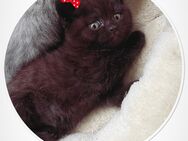 reinrassige BKH Kitten in Lilac/ Dark Choclate - Köln