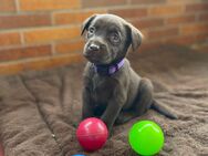 Reinrassige Labrador Welpen. - Waldeck (Hessen)