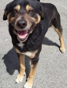 Harley ist mit Katzen verträglich - Donaueschingen