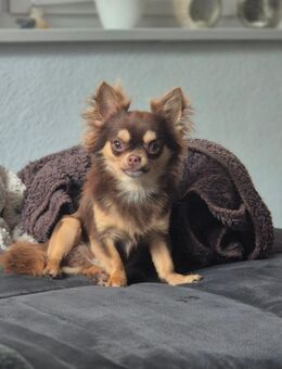 Chihuahua Rüde - Gadebusch