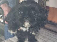 ShihTzu Rüde schwarz - Lengerich (Nordrhein-Westfalen)