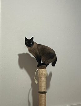 Siamkatze - Pforzheim