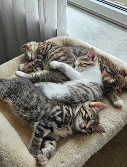 Katzen Kitten - Winsen (Luhe)