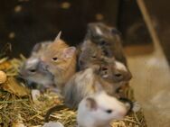 Degu Babys in Creme, Agouti, Blau und gescheckt - Oberhausen