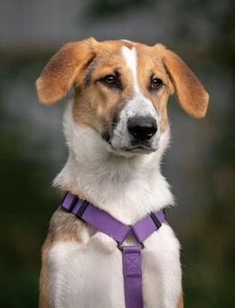 Sanfte ASTRA wartet auf Sie - Bad Bevensen