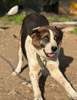 George sucht Geborgenheit 🐾 - Elsdorf (Nordrhein-Westfalen)