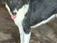 Jacky - die Zarte - Elsdorf (Nordrhein-Westfalen)