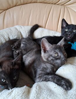 Rarität! Melanistic und smoke Bengal Mädels! - Haßloch
