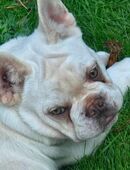 Französische Bulldoggen mit Stammbaum in 50259