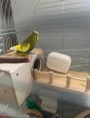 Verkaufe 1-2 Jahre altes Wellensittich in 12353