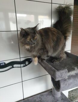 Maine Coon Kitten im Juni - Herzberg (Elster)