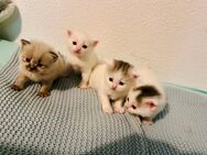 Britisch Kurzhaar/Türkische Angora Mix Kitten - Berlin Steglitz-Zehlendorf