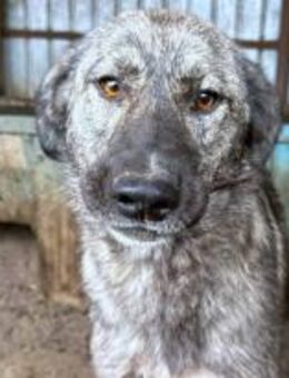 Lola ist für jeden Spaß zu haben 🐾 - Elsdorf (Nordrhein-Westfalen)