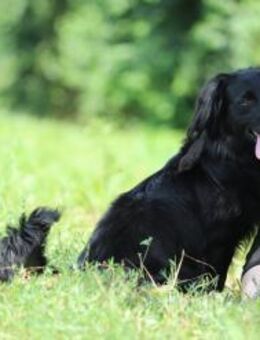 SID - ich werde mein Zuhause lieben - Overath