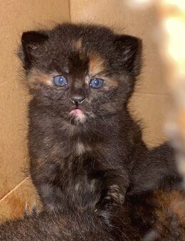 Glückskatzen Babys (Schildpatt Katzen) in Ulm zum verkaufen - Ulm