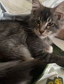 Main Coon Kitten in 65934