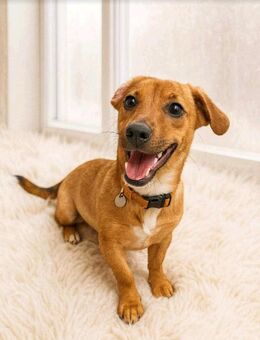 Billi-Ich Stelle mich mal selbst vor - Schwerte (Hansestadt an der Ruhr)