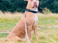 American Bully XL abzugeben - Georgenthal