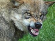 Wolf sucht Osterlämmchen - Sinsheim