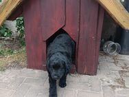 Labrador Welpe Hündin - Möckern Pabsdorf