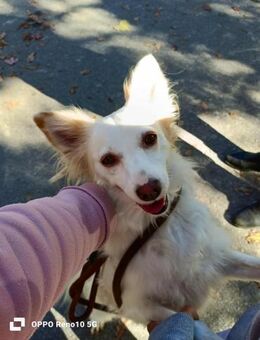 KIKA❤ ein Herz voller Liebe sucht - Fahrenzhausen