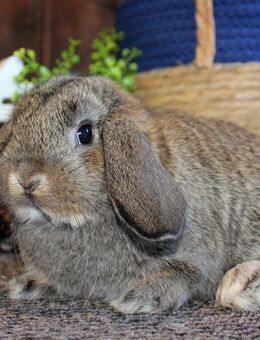 ✨Kleine Zwergwidder Kaninchen Baby Haserl Minilop Miniwidder Hasen SOFORT - Büchlberg