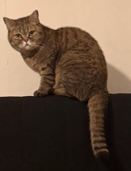 3-jährige, kastrierte Katze - Bochum Querenburg
