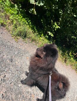 Chow Chow - Hof