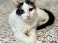 🆘 Margot mit dem Kämpferherz 🆘 - Eislingen (Fils)