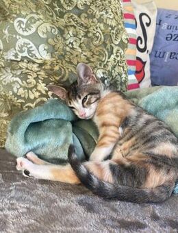 Wasabi aus dem Tierschutz - Grevenbroich