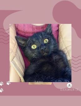 Kater Taavi wartet auf seine Familie - Lalendorf