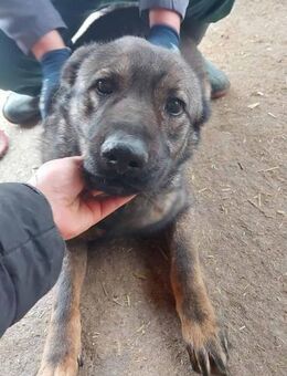 Fox - der Freundliche 🐾 - Elsdorf (Nordrhein-Westfalen)