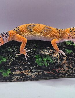 Wunderschöne super zahme Leopardgeckos 2025 - Jüchen