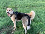 Mala sucht ruhige Familie - Berlin