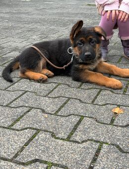Schäferhundwelpen suchen neuen Wirkungskreis - Detmold