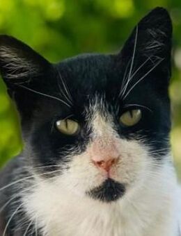 Helmut, geb. ca. 05/2020, GRIECHENLAND - Markdorf