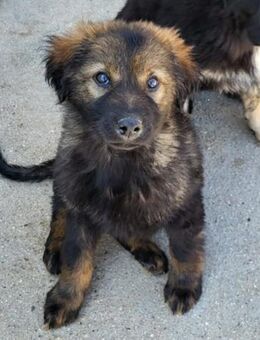 Bertie 💗 so froher, lieber Hundebub - Hamburg