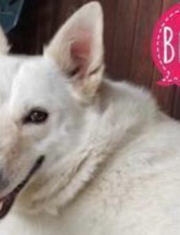 Bella die Traurigste - Flörsheim-Dalsheim