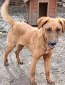 Engi möchte ihr Herz verschenken - Olsberg