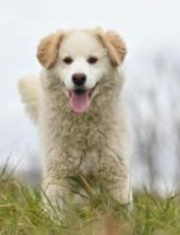 JIP - anhänglich, verspielt, sanft - Linden (Hessen)