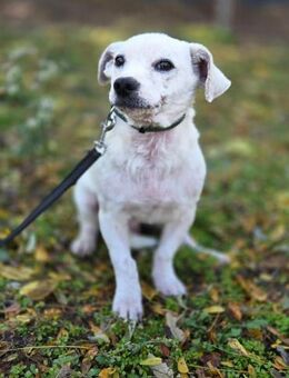 Bob, schüchterner Mischling geb. 2025 - Remagen