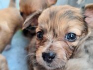Noch 2 Chihuahuawelpen - Gera