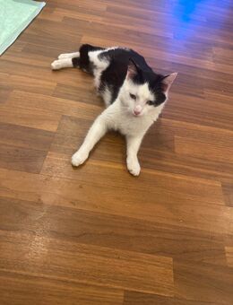 Katze weiblich - Bad Kreuznach