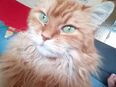 Chicco braucht Hilfe in 02785