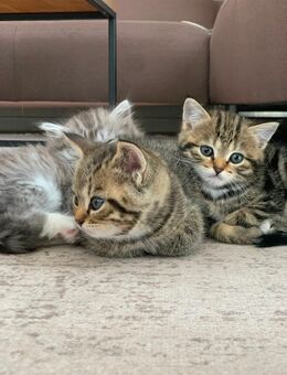 Zuckersüße Babykatzen - Köln