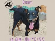 Duchess - Rotenburg (Fulda)