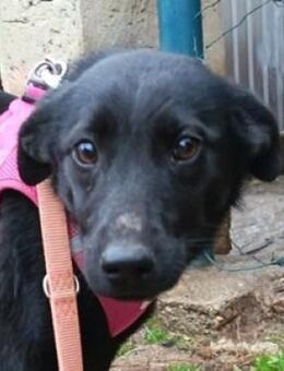 RORI braucht ein Zuhause - Gefrees